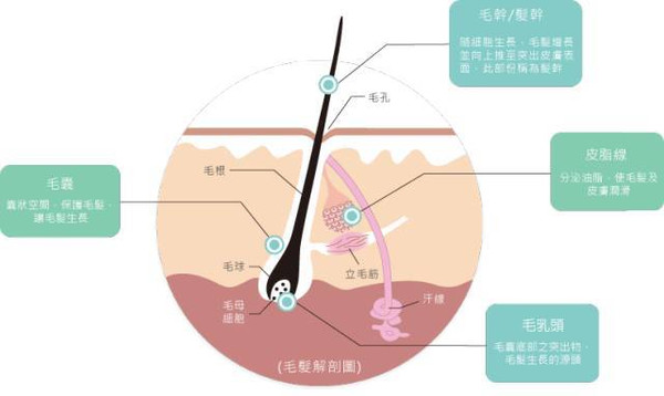 生发养发该怎么做？脱发的原因你找到了吗